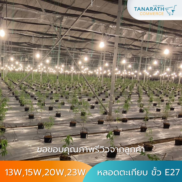 [1ลัง บรรจุ 50 ดวง] หลอดตะเกียบ หลอดปลูกกัญชา แสงวอร์มไวท์ ขั้ว E27 ยี่ห้อ LeKise (เลคิเซ่)